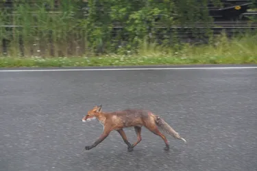 SONY ZV-E10 – Sony FE 70-300mm F4.5-5.6 G OSS