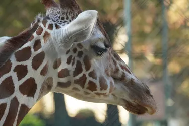 Vienna, Austria – SONY ZV-E10 – Sony FE 70-300mm F4.5-5.6 G OSS