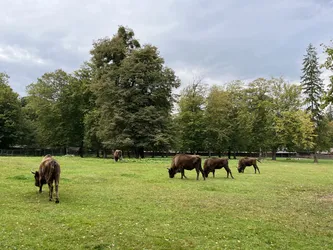 Photo from trip Białowieża National Park