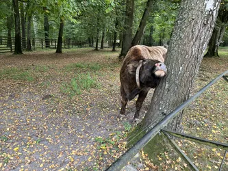 Photo from trip Białowieża National Park