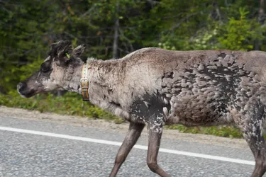 SONY ZV-E10 – Sony FE 70-300mm F4.5-5.6 G OSS