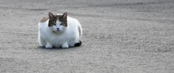 Keminmaa, Finland – SONY ZV-E10 – FE 70-300mm F4.5-5.6 G OSS