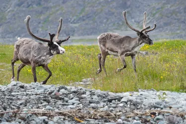Vardø, Norway – SONY ZV-E10 – Sony FE 70-300mm F4.5-5.6 G OSS