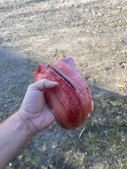 Moen, Norway – Apple iPhone 13