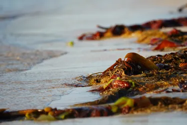 Ramberg, Norway – SONY ZV-E10 – Sony FE 70-300mm F4.5-5.6 G OSS