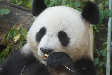 Vienna, Austria – SONY ZV-E10 – Sony FE 70-300mm F4.5-5.6 G OSS