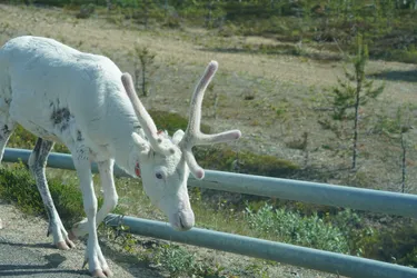 SONY ZV-E10 – Sony FE 70-300mm F4.5-5.6 G OSS