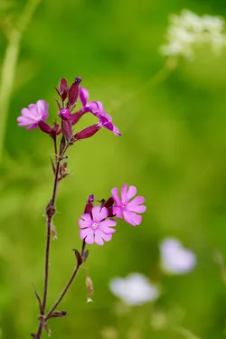 Keminmaa, Finland – SONY ZV-E10 – FE 70-300mm F4.5-5.6 G OSS