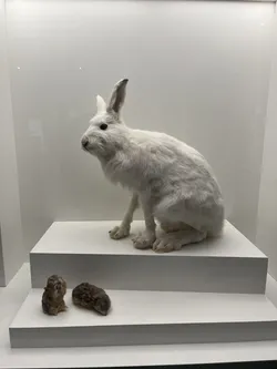 Rovaniemi, Finland – Apple iPhone 13