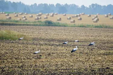 Šiauliai, Lithuania – SONY ZV-E10 – FE 70-300mm F4.5-5.6 G OSS