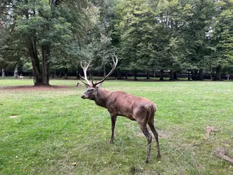 Photo from trip Białowieża National Park