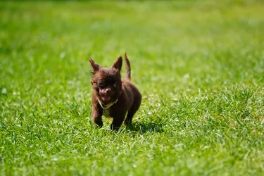 Przerośl, Poland – SONY ZV-E10 – Sony FE 70-300mm F4.5-5.6 G OSS