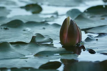 SONY ZV-E10 – Sony FE 70-300mm F4.5-5.6 G OSS