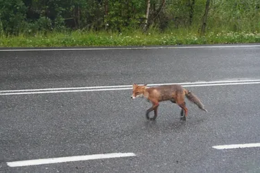 SONY ZV-E10 – Sony FE 70-300mm F4.5-5.6 G OSS