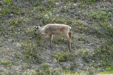 Ivalo, Finland – SONY ZV-E10 – Sony FE 70-300mm F4.5-5.6 G OSS