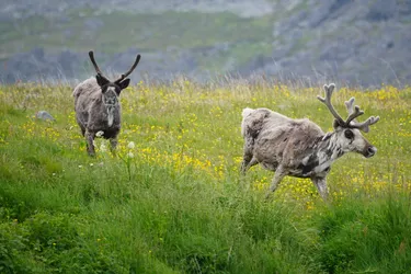 Vardø, Norway – SONY ZV-E10 – Sony FE 70-300mm F4.5-5.6 G OSS