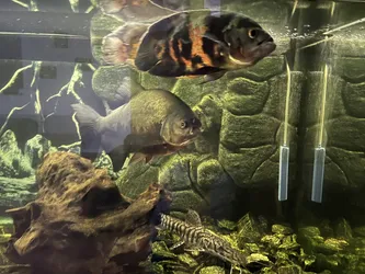 Niegowa, Poland – Apple iPhone 13