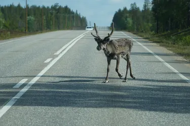 SONY ZV-E10 – Sony FE 70-300mm F4.5-5.6 G OSS