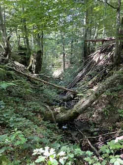 Photo from trip Bieszczady