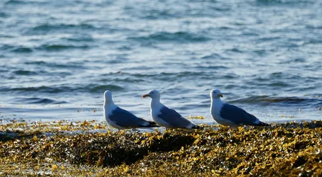 SONY ZV-E10 – FE 70-300mm F4.5-5.6 G OSS