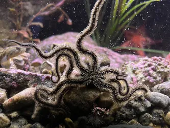 Kabelvåg, Norway – Apple iPhone 13