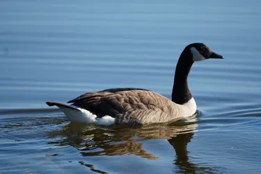 Hollola, Finland – SONY ZV-E10 – Sony FE 70-300mm F4.5-5.6 G OSS