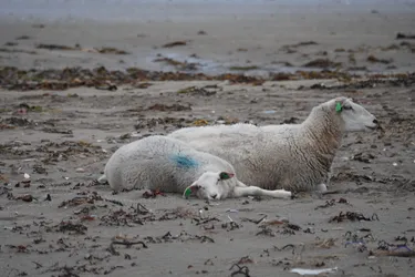 Vardø, Norway – SONY ZV-E10 – Sony FE 70-300mm F4.5-5.6 G OSS