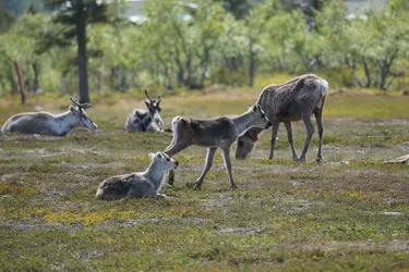 Ivalo, Finland – SONY ZV-E10 – Sony FE 70-300mm F4.5-5.6 G OSS