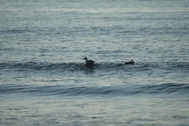 Ramberg, Norway – SONY ZV-E10 – Sony FE 70-300mm F4.5-5.6 G OSS