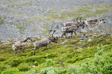 SONY ZV-E10 – FE 70-300mm F4.5-5.6 G OSS