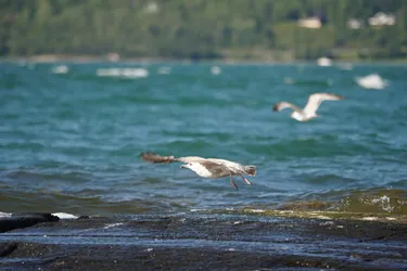 SONY ZV-E10 – Sony FE 70-300mm F4.5-5.6 G OSS