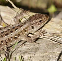 Šiauliai, Lithuania – SONY ZV-E10 – FE 70-300mm F4.5-5.6 G OSS