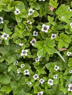 Vardø, Norway – Apple iPhone 13