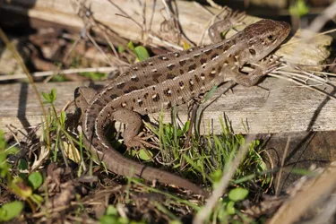 Šiauliai, Lithuania – SONY ZV-E10 – Sony FE 70-300mm F4.5-5.6 G OSS