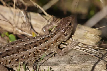 Šiauliai, Lithuania – SONY ZV-E10 – Sony FE 70-300mm F4.5-5.6 G OSS