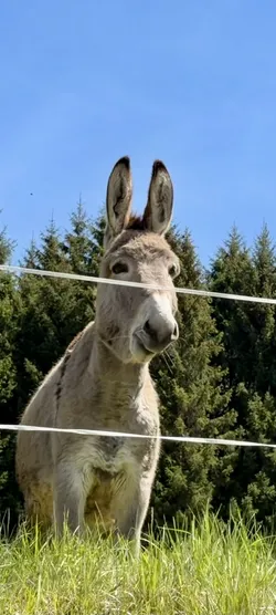 Tarvisio, Italy – Apple iPhone 17