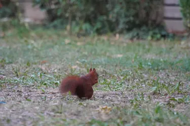 Tulln, Austria – SONY ZV-E10 – Sony FE 70-300mm F4.5-5.6 G OSS