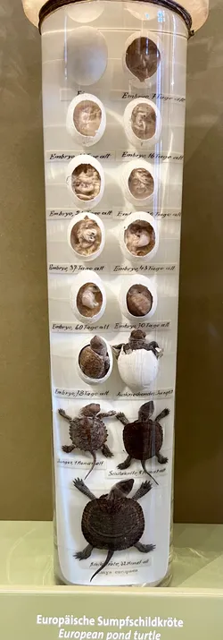 Vienna, Austria – Apple iPhone 13