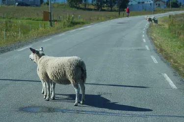 Myre, Norway – SONY ZV-E10 – Sony FE 70-300mm F4.5-5.6 G OSS