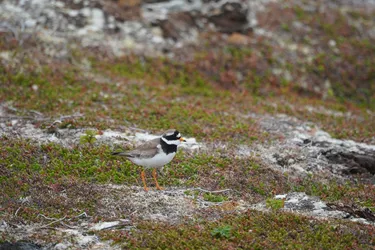 Vardø, Norway – SONY ZV-E10 – Sony FE 70-300mm F4.5-5.6 G OSS