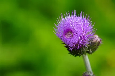 Keminmaa, Finland – SONY ZV-E10 – Sony FE 70-300mm F4.5-5.6 G OSS