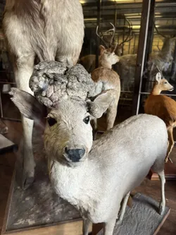 Vienna, Austria – Apple iPhone 13