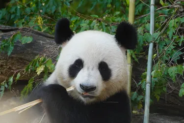 Vienna, Austria – SONY ZV-E10 – Sony FE 70-300mm F4.5-5.6 G OSS