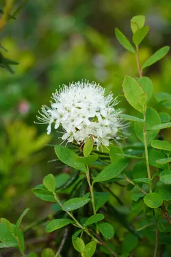 Inari, Finland – SONY ZV-E10 – Sony FE 70-300mm F4.5-5.6 G OSS