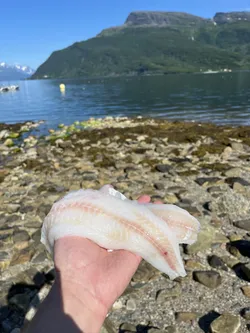 Hamnvik, Norway – Apple iPhone 13