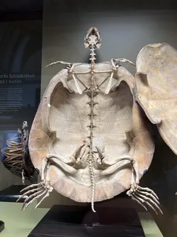 Vienna, Austria – Apple iPhone 13