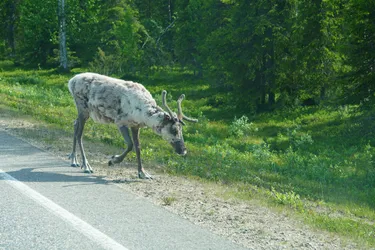 SONY ZV-E10 – Sony FE 70-300mm F4.5-5.6 G OSS