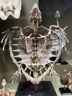 Vienna, Austria – Apple iPhone 13