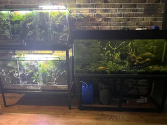 Niegowa, Poland – Apple iPhone 13