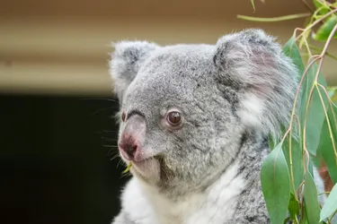 Vienna, Austria – SONY ZV-E10 – FE 70-300mm F4.5-5.6 G OSS